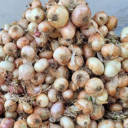 Agriturismo Gli Antichi Sapori - Con Stazione Di Ricarica Veicoli Elettrici Vatolla Kültér fotó