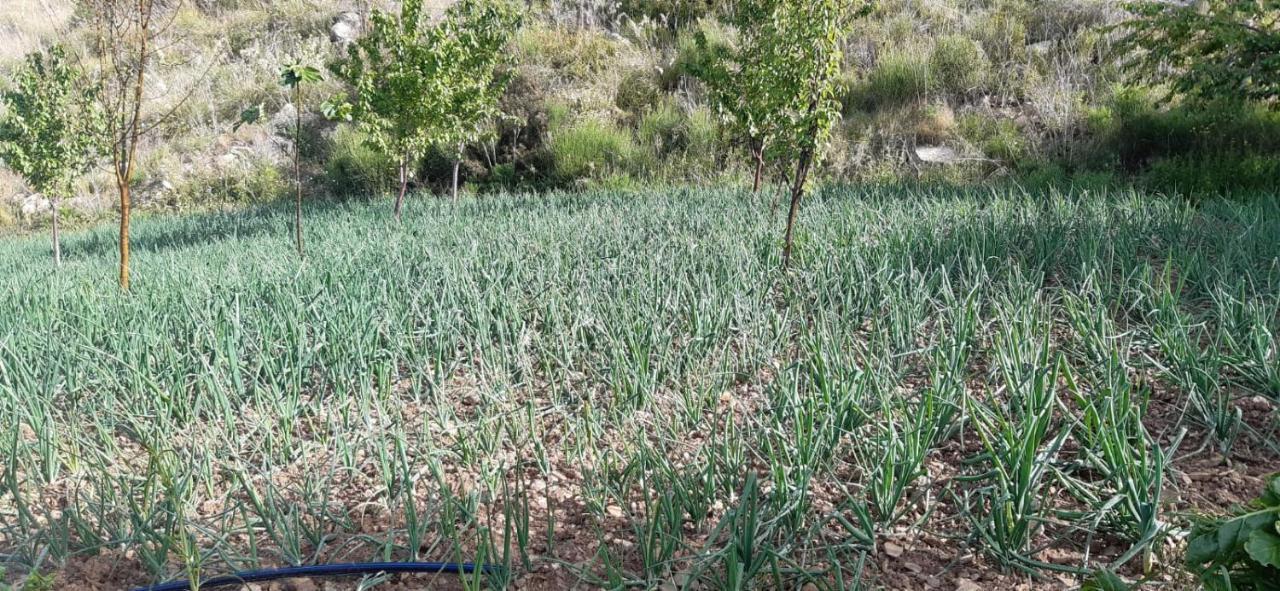 Agriturismo Gli Antichi Sapori - Con Stazione Di Ricarica Veicoli Elettrici Vatolla Kültér fotó