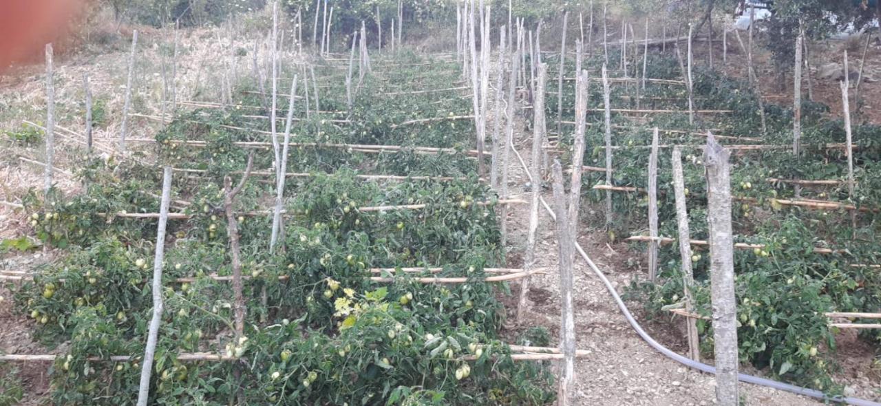 Agriturismo Gli Antichi Sapori - Con Stazione Di Ricarica Veicoli Elettrici Vatolla Kültér fotó